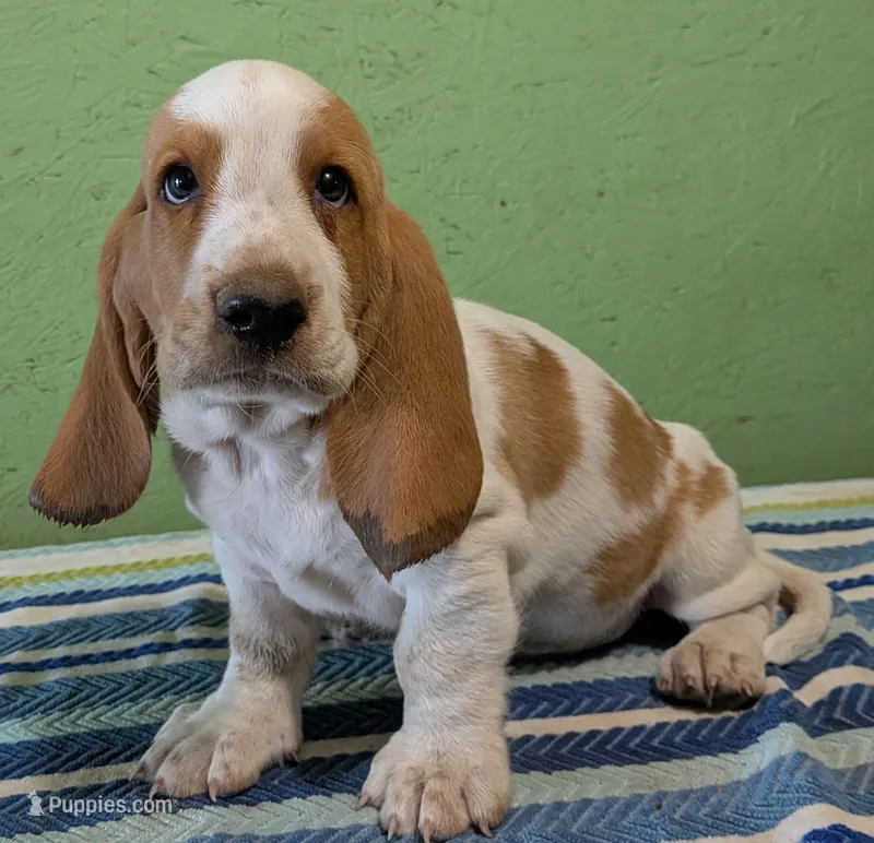 AKC Rolli – Basset Hound puppy for sale in Fredericksburg, TX