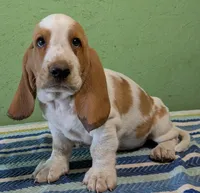 AKC Rolli, a male Basset Hound for sale in Fredericksburg, TX – 1 of 5