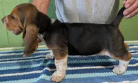 AKC Jodie, a female Basset Hound for sale in Fredericksburg, TX – 4 of 5