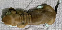 AKC Denali, a male Basset Hound for sale in Fredericksburg, TX – 5 of 5