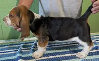 AKC Johnson, a male Basset Hound for sale in Fredericksburg, TX – 4 of 5
