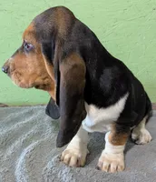 AKC Hailey, a female Basset Hound for sale in Fredericksburg, TX – 7 of 8