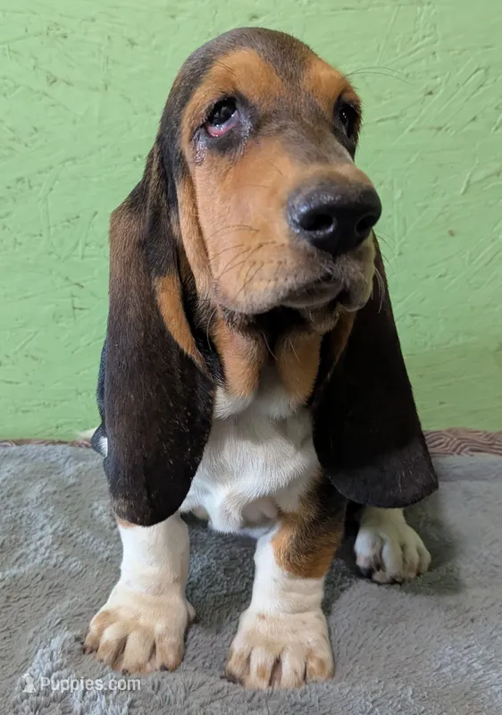 AKC Hailey – Basset Hound puppy on hold in Fredericksburg, TX