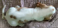 AKC Dove, a female Basset Hound for sale in Fredericksburg, TX – 5 of 5