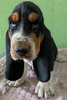 AKC Nakoa HOLD, a male Basset Hound for sale in Fredericksburg, TX – 2 of 5