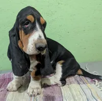 AKC Hope, a female Basset Hound for sale in Fredericksburg, TX – 1 of 6