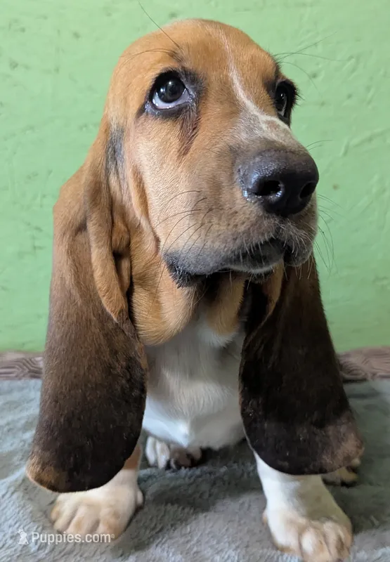 AKC Tangie – Basset Hound puppy for sale in Fredericksburg, TX
