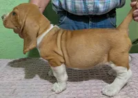 AKC Dusty, a male Basset Hound for sale in Fredericksburg, TX – 3 of 5