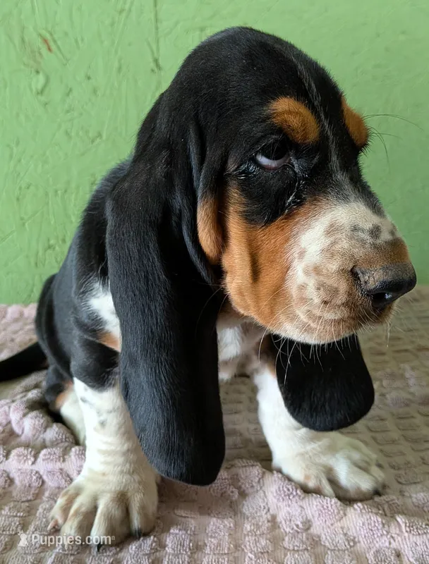 AKC Nakoa HOLD – Basset Hound puppy for sale in Fredericksburg, TX