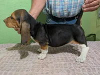 AKC Dewberry, a female Basset Hound for sale in Fredericksburg, TX – 5 of 6