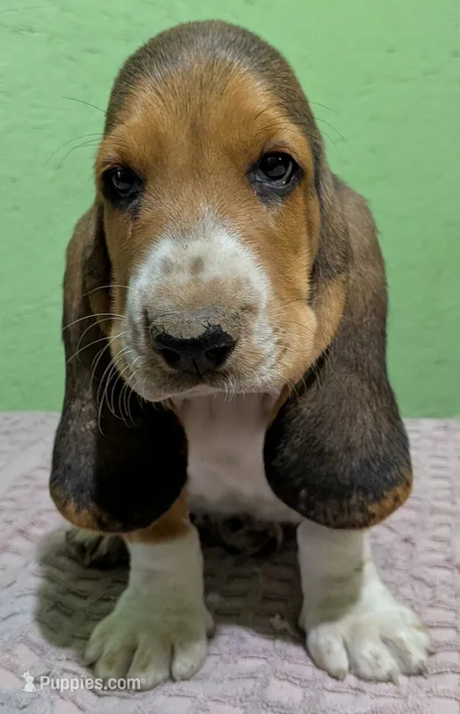 AKC Donato – Basset Hound puppy for sale in Fredericksburg, TX
