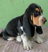 AKC Nolan, a male Basset Hound for sale in Fredericksburg, TX – 1 of 6