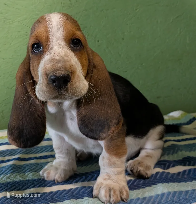 AKC Johnson – Basset Hound puppy for sale in Fredericksburg, TX