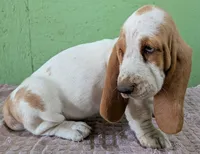 AKC Neville, a female Basset Hound for sale in Fredericksburg, TX – 3 of 6