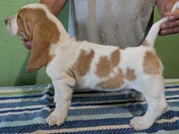 AKC Rolli, a male Basset Hound for sale in Fredericksburg, TX – 4 of 5