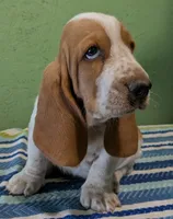 AKC Joby, a male Basset Hound for sale in Fredericksburg, TX – 2 of 5