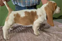 AKC Nutmeg, a female Basset Hound for sale in Fredericksburg, TX – 4 of 5