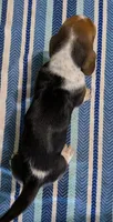AKC Johnson, a male Basset Hound for sale in Fredericksburg, TX – 5 of 5