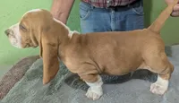 AKC Kayson, a male Basset Hound for sale in Fredericksburg, TX – 4 of 5