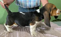 AKC Nori, a female Basset Hound for sale in Fredericksburg, TX – 4 of 6