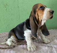 AKC Nixie, a female Basset Hound for sale in Fredericksburg, TX – 2 of 6