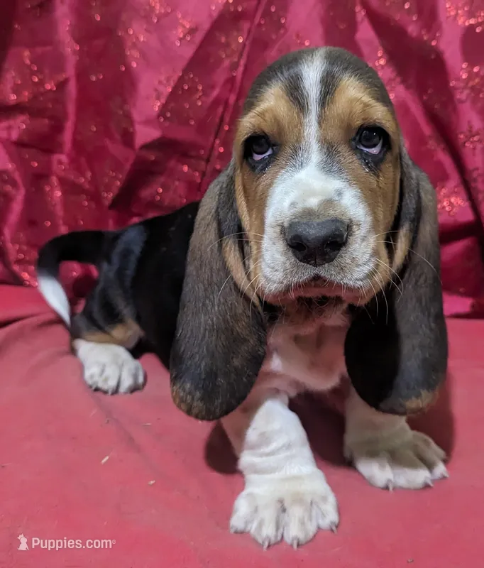 AKC Kipper Pending Hold