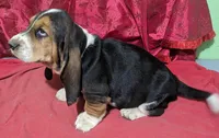 AKC Kermit , a male Basset Hound for sale in Fredericksburg, TX – Photo 4 of 4
