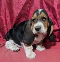 AKC Kermit , a male Basset Hound for sale in Fredericksburg, TX – Photo 1 of 4