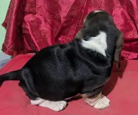 AKC Kermit , a male Basset Hound for sale in Fredericksburg, TX – Photo 2 of 4