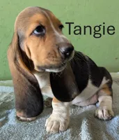 AKC Tangie, a female Basset Hound for sale in Fredericksburg, TX – 2 of 6