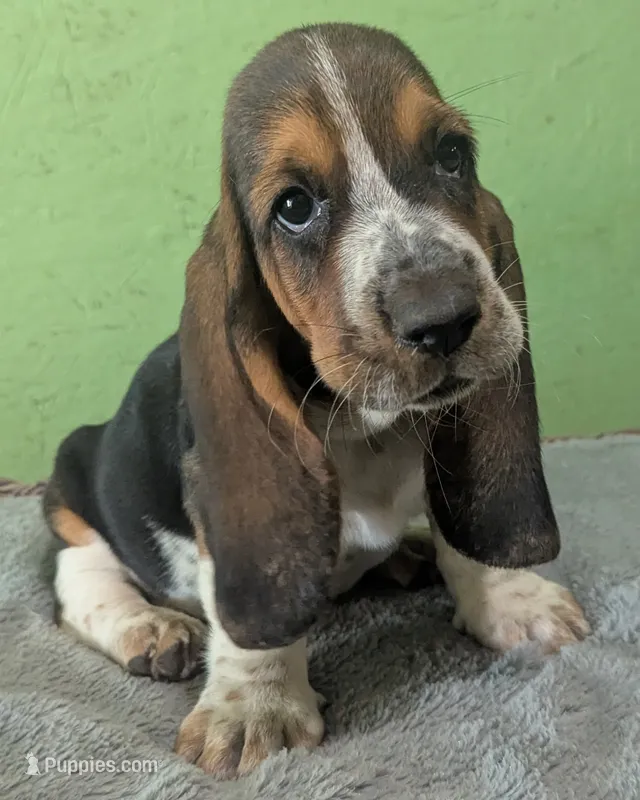 AKC Kenzo – Basset Hound puppy for sale in Fredericksburg, TX