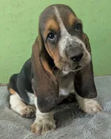 AKC Kenzo, a male Basset Hound for sale in Fredericksburg, TX – 1 of 6