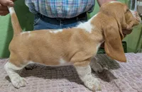 AKC Dawn, a female Basset Hound for sale in Fredericksburg, TX – 3 of 5