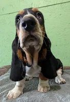 AKC Hope, a female Basset Hound for sale in Fredericksburg, TX – 3 of 6