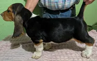 AKC Dempsey HOLD, a male Basset Hound for sale in Fredericksburg, TX – 3 of 5
