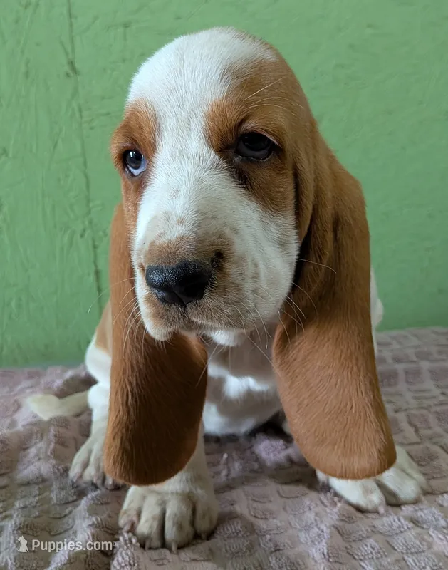 AKC Nutmeg – Basset Hound puppy for sale in Fredericksburg, TX