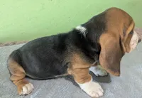 AKC Kingston, a male Basset Hound for sale in Fredericksburg, TX – 4 of 5