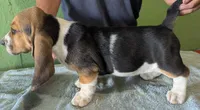 AKC Tangie, a female Basset Hound for sale in Fredericksburg, TX – 4 of 6