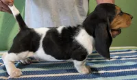 AKC Racker, a male Basset Hound for sale in Fredericksburg, TX – 3 of 5