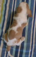 AKC Joby, a male Basset Hound for sale in Fredericksburg, TX – 5 of 5