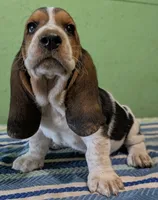 AKC Rico, a male Basset Hound for sale in Fredericksburg, TX – 2 of 5
