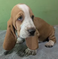 AKC Kayson, a male Basset Hound for sale in Fredericksburg, TX – 2 of 5