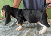 AKC Hope, a female Basset Hound for sale in Fredericksburg, TX – 5 of 6