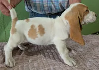 AKC Dove, a female Basset Hound for sale in Fredericksburg, TX – 4 of 5