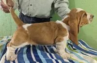 AKC Nash, a male Basset Hound for sale in Fredericksburg, TX – Photo 5 of 5