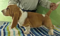 AKC Nash, a male Basset Hound for sale in Fredericksburg, TX – Photo 3 of 5