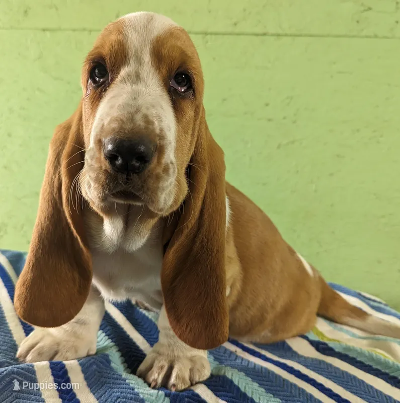 AKC Nash – Basset Hound puppy for sale in Fredericksburg, TX
