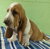 AKC Nash, a male Basset Hound for sale in Fredericksburg, TX – Photo 2 of 5