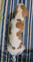 AKC Rolli, a male Basset Hound for sale in Fredericksburg, TX – 5 of 5