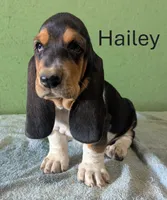 AKC Hailey, a female Basset Hound for sale in Fredericksburg, TX – 2 of 5